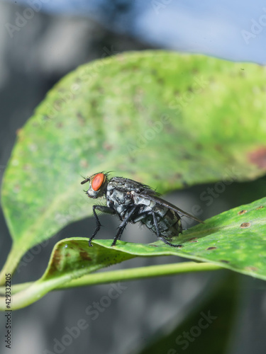Insect Fly staying on the ground of leaf nature garden