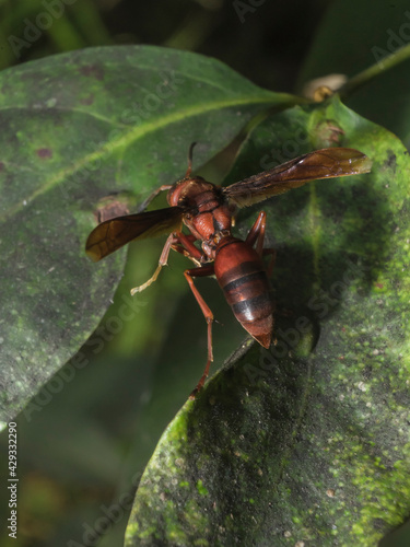 Hornet Insect on the leaf try to find food