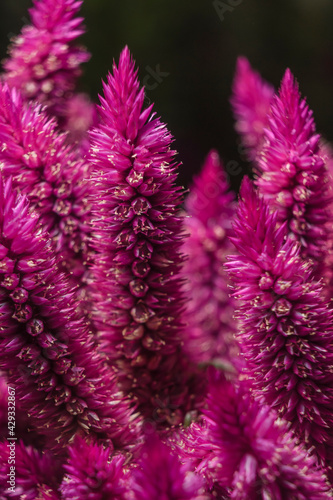 Purple flower blossoms Close-up