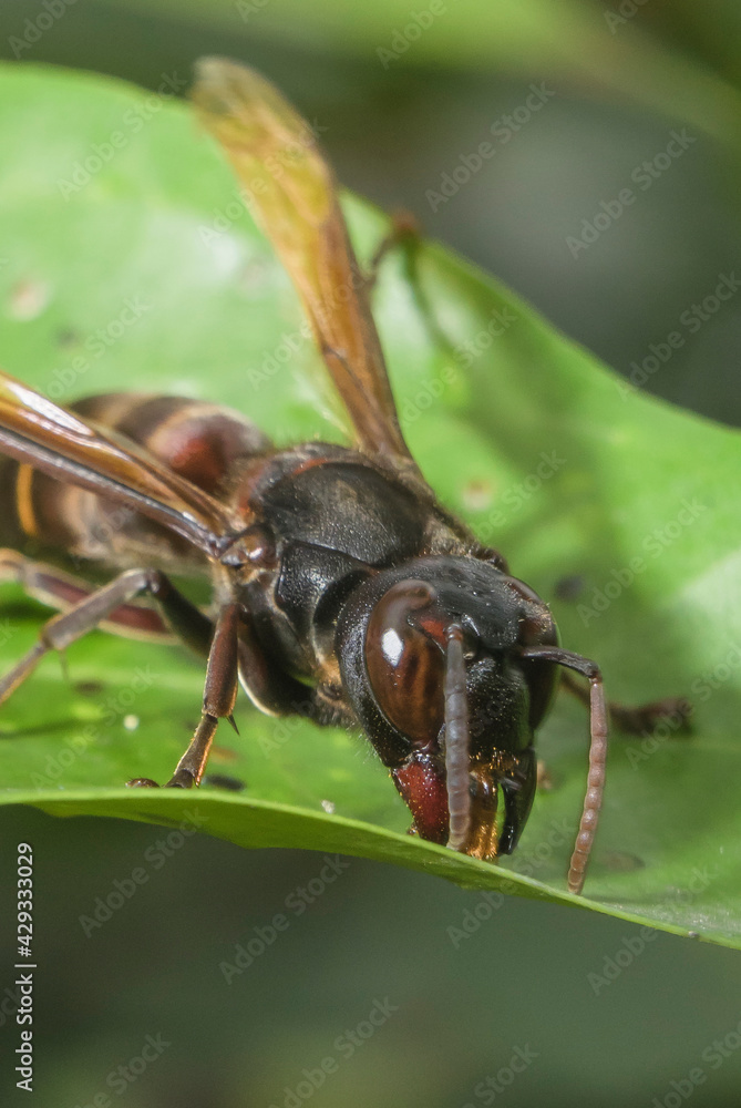 Hornet Insect on the leaf try to find food Hornet Insect on the leaf try to find food