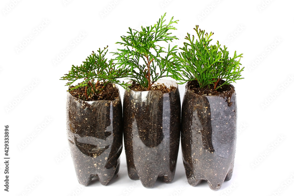Rooting of branches of coniferous and juniper trees in containers made