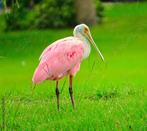 Florida Roseate Spoonbills