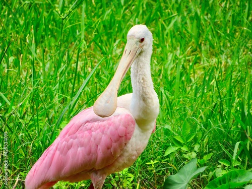Florida Roseate Spoonbills