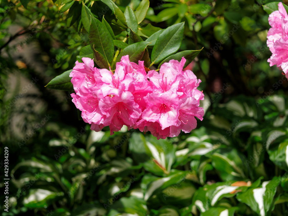 Fototapeta premium Rhododendrons bloom in the springtime under the bright sun