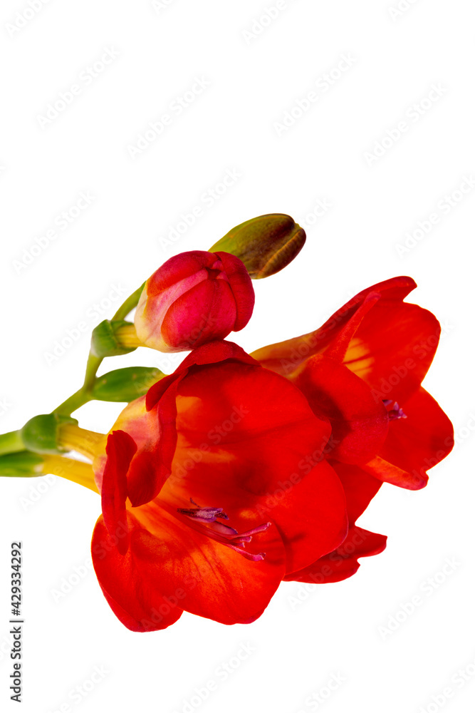Flower of beautiful red freesia isolated on white background, close up Flower of beautiful red freesia isolated on white background, close up