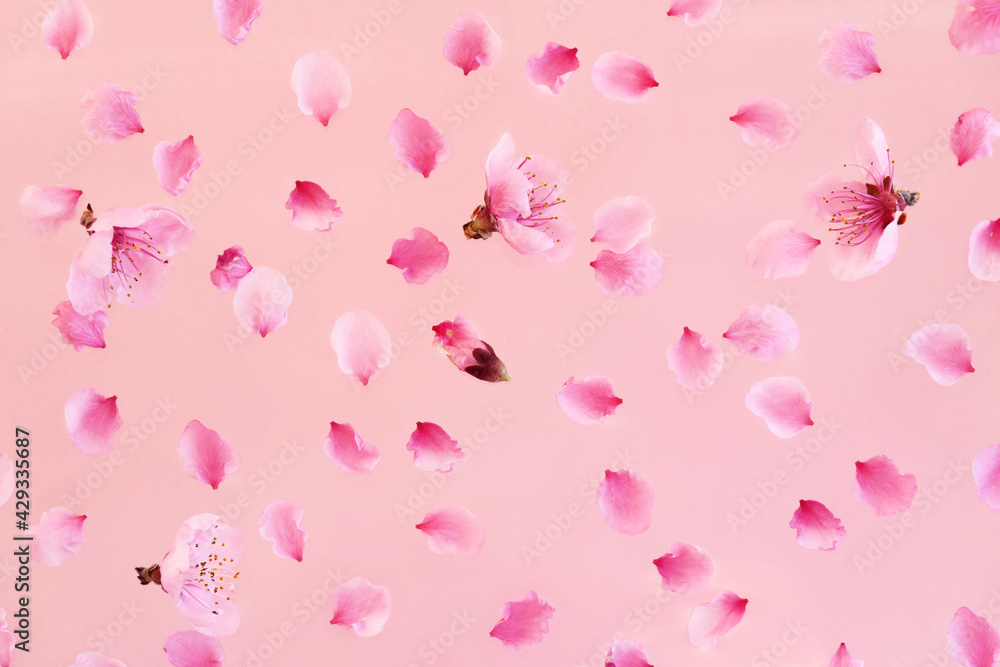 Spring flowers natural background. Beautiful spring flowers on a pink background. Spring flowers natural background. Beautiful spring flowers on a pink background.