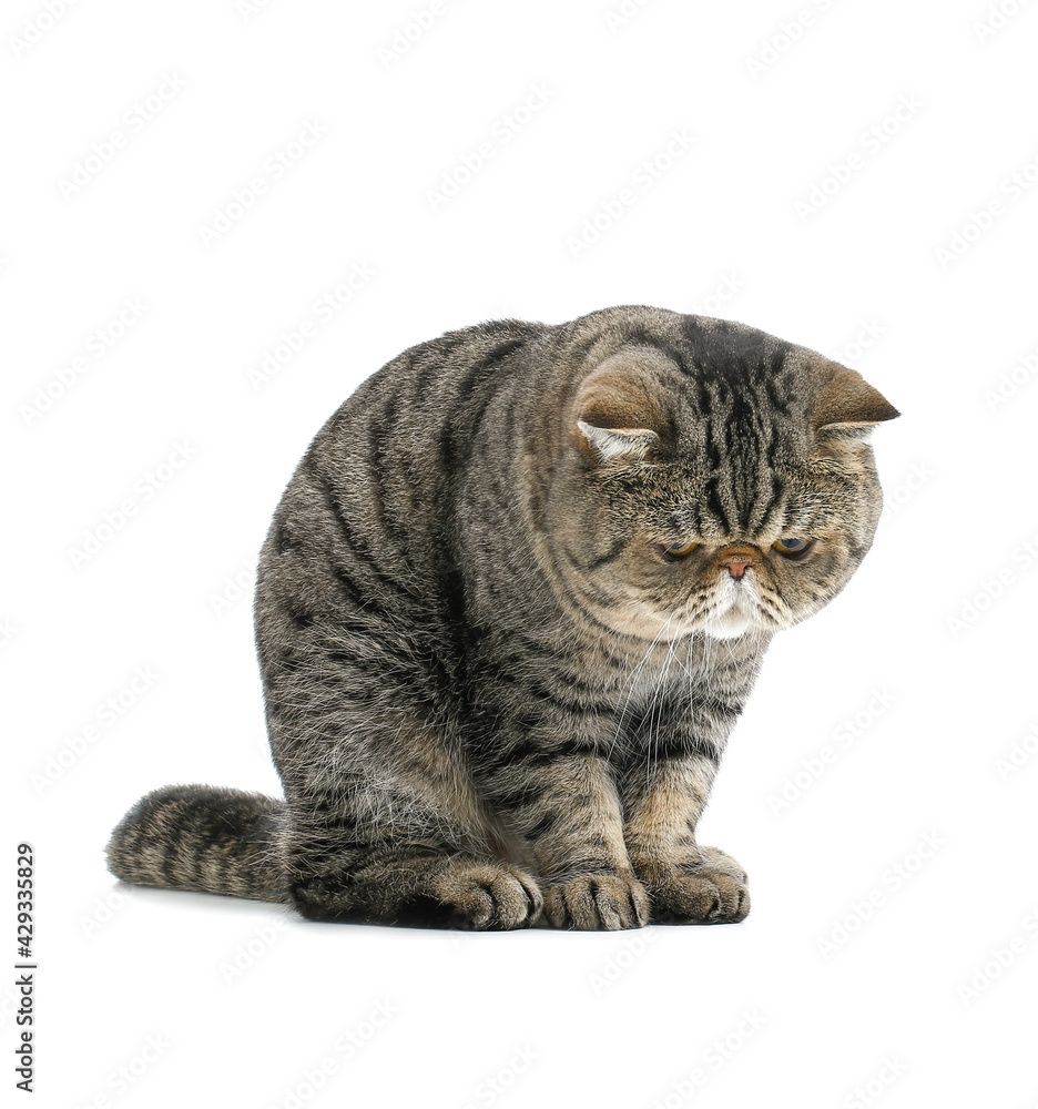 Fototapeta premium Cute Exotic Shorthair cat on white background
