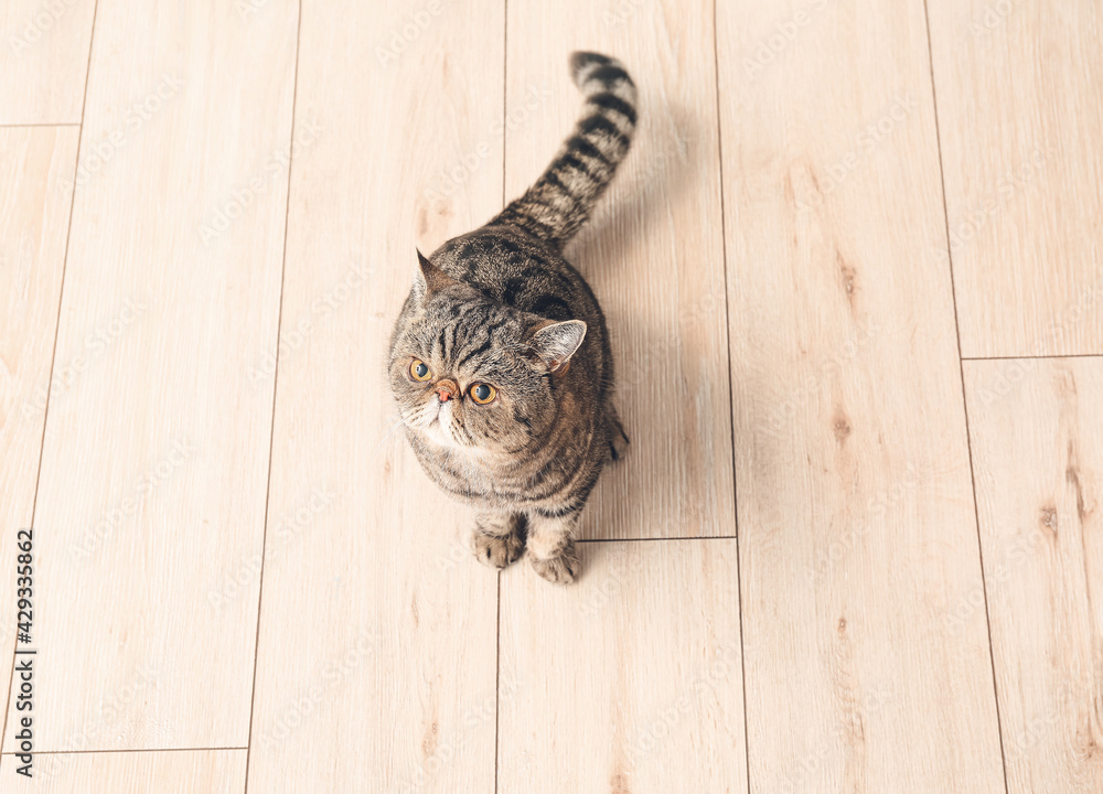 Cute Exotic Shorthair cat at home Cute Exotic Shorthair cat at home
