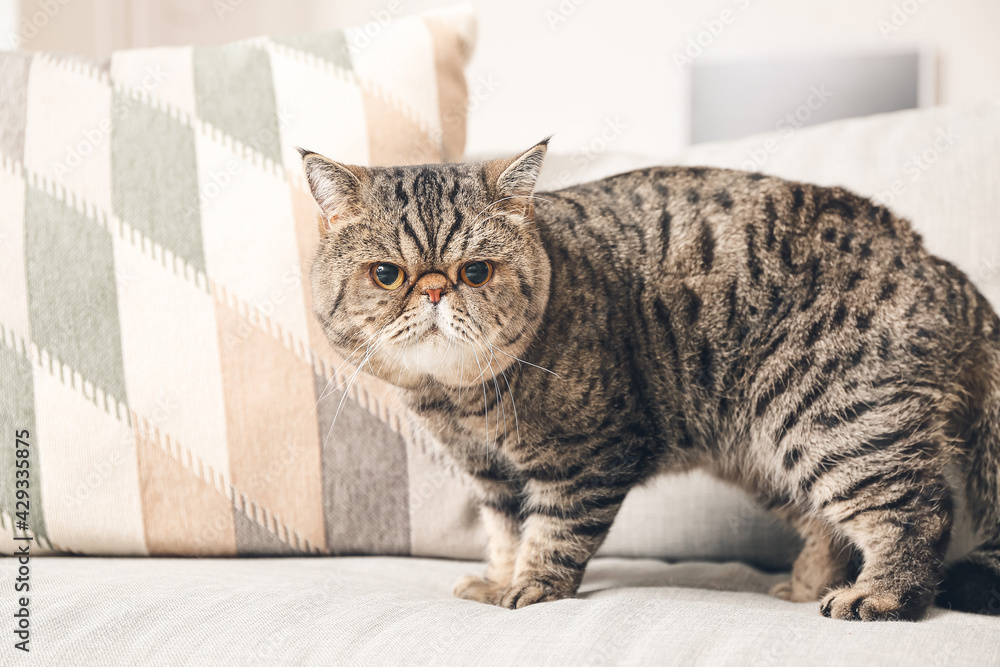 Obraz premium Cute Exotic Shorthair cat on sofa at home