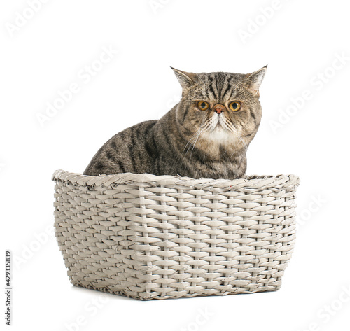 Exotic shorthair cat sittin...