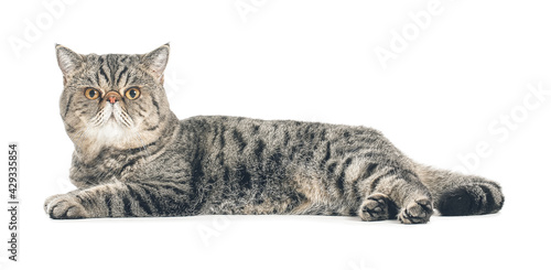 Canvas Print Cute Exotic Shorthair cat on white background