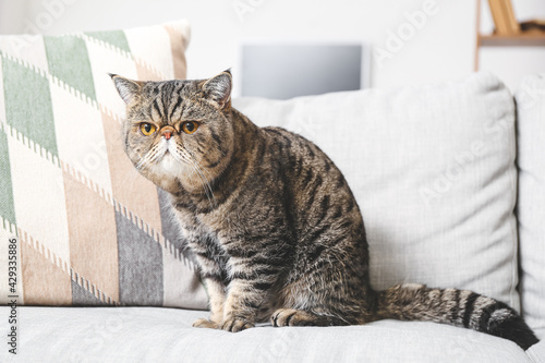 Cute Exotic Shorthair cat on sofa at home © Pixel-Shot