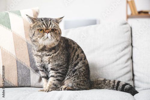 Cute Exotic Shorthair cat on sofa at home