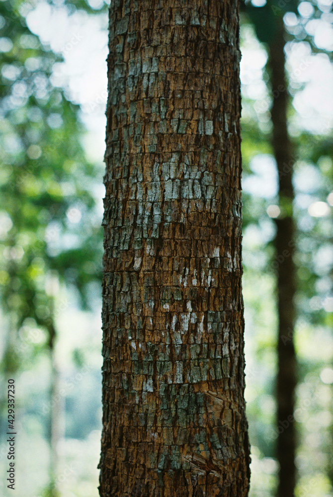 Fototapeta premium Full frame of Texture old tree in the forest.