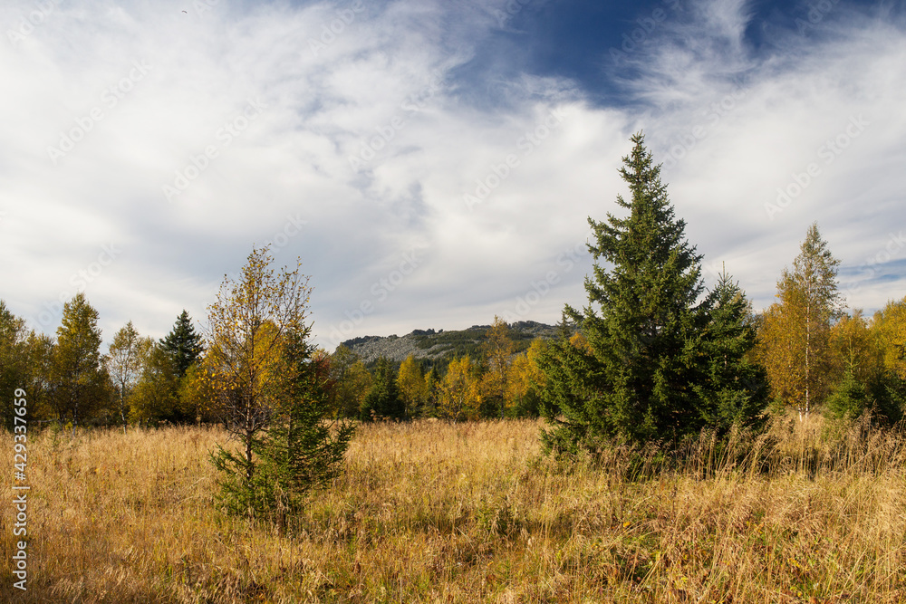 autumn forest in the mountains