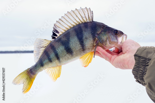 predator fish perch in the fisherman hand close up concept of fishing. selective focus