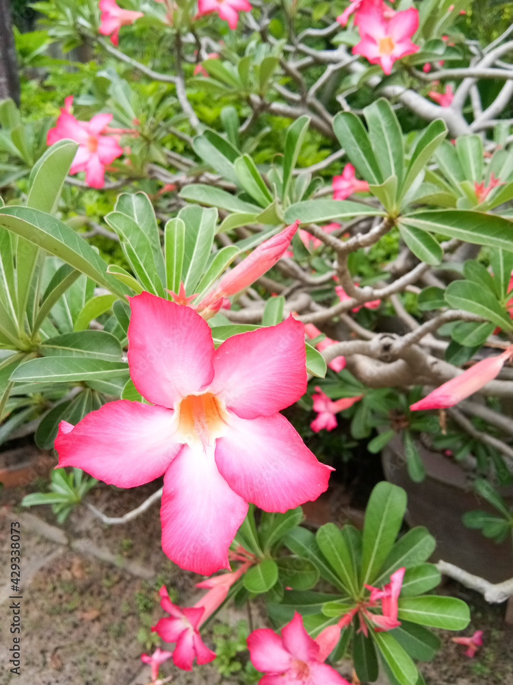 Adenium obesum, Impala Lily, or mock azalea, blooming on green foliage. It's a beautiful pink flower in a lush garden.