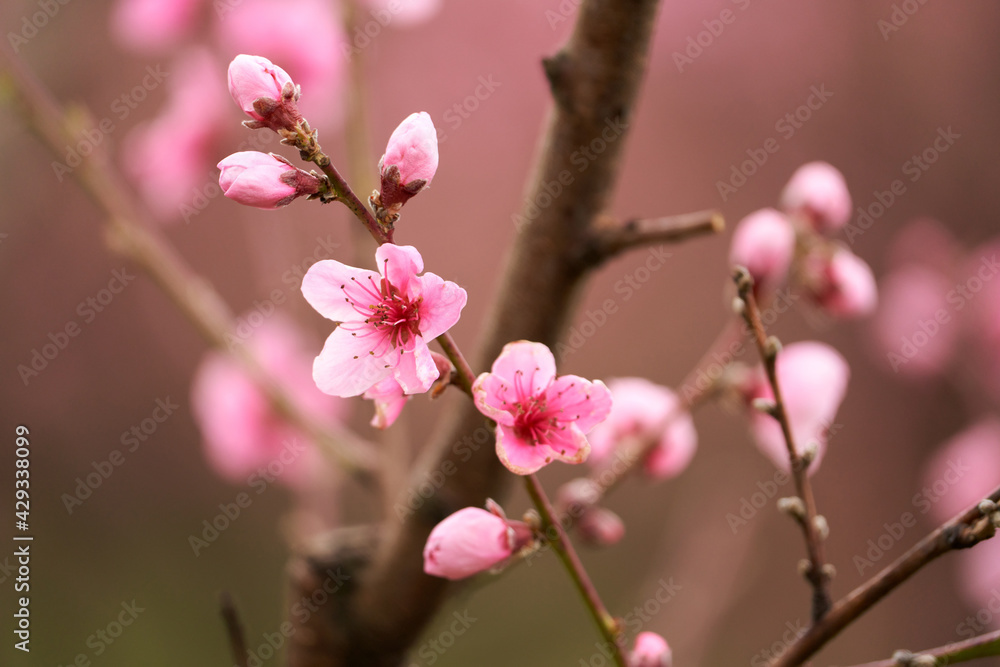 Peach orchard. A branch of a blooming peach with pink flowers. Selective focus. Copy space. Peach orchard. A branch of a blooming peach with pink flowers. Selective focus. Copy space.