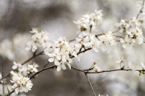Foto A branch of a tree with white flowers
