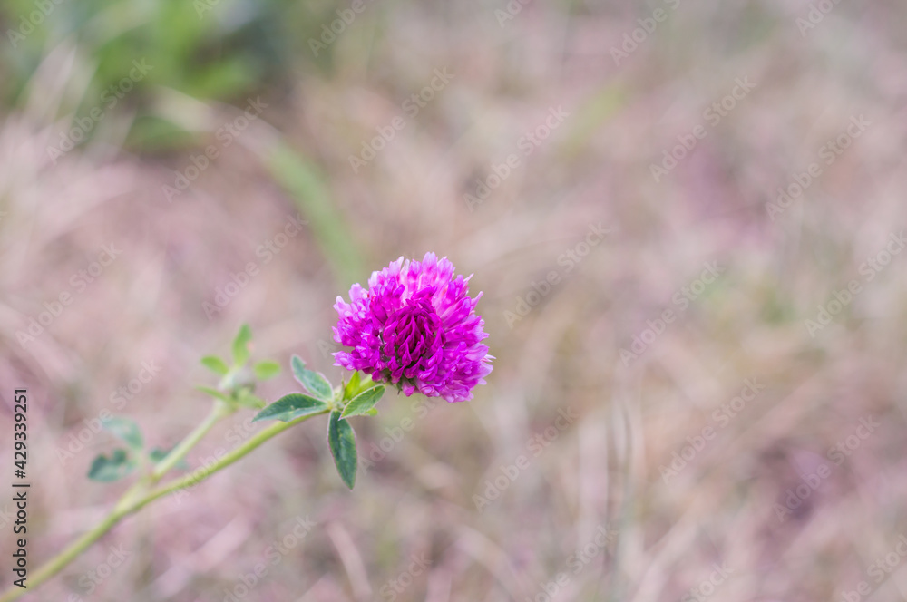 a purple single clover on blur background, wild meadow flowers a purple single clover on blur background, wild meadow flowers
