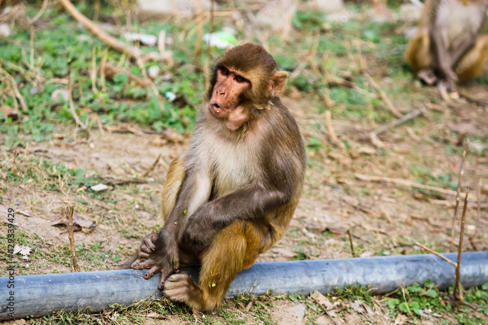 Fototapeta premium mother macaque on roadside with open mouth face expression