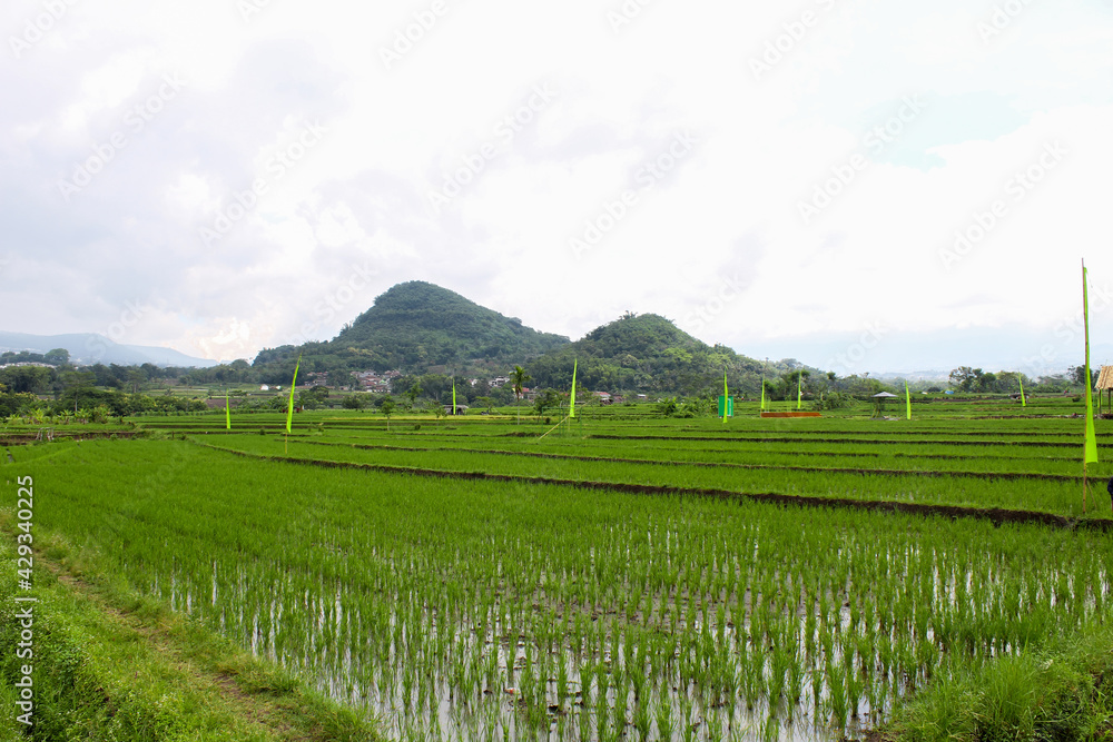 View of rice field with two mountains in the background