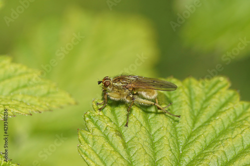 Yellow dung fly (Scathophaga stercoraria), family Scathophagidaeon on a leaf of a red currant (Ribes rubrum) in a Dutch garden. Spring, april, Netherlands. 