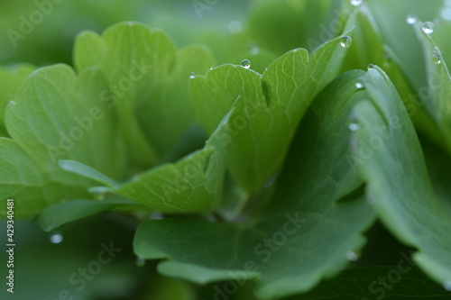 Aquilegia leaves on dew on spring garden  green background gardening macro