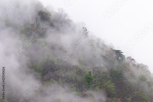 Forest, trees on the mountain with a thin mist in the morning, caused by rain at night. Summer forest in Thailand after a summer storm But makes good air Remove dust and smoke caused by forest fires.