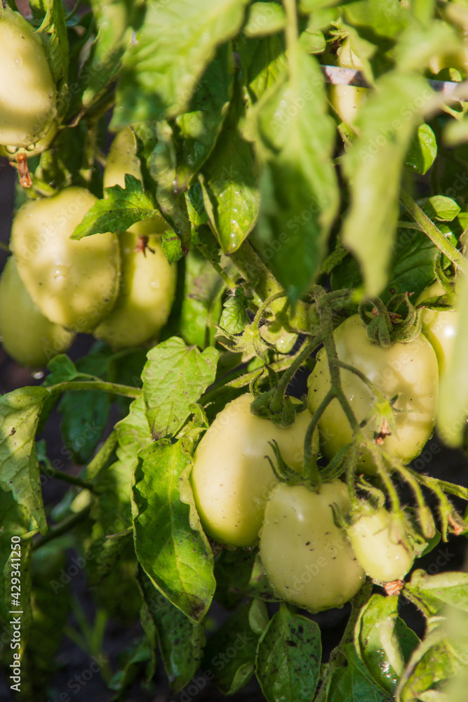 green cherry tomatoes on a branch