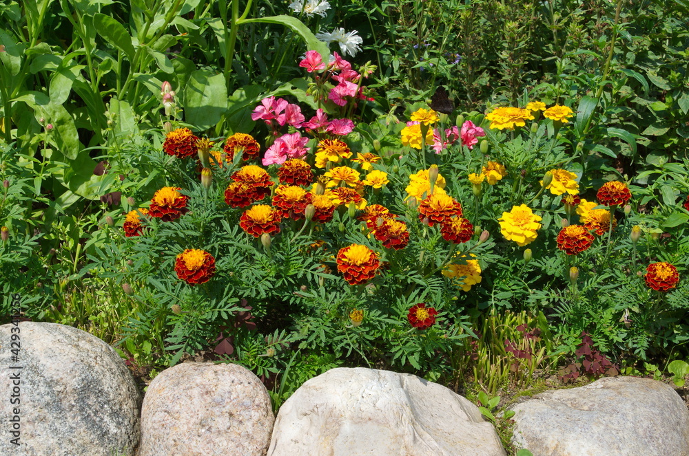 Decorative flower bed with marigolds (Lat. Tagetes) on a summer day