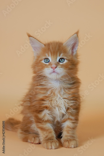A beautiful and cute kitten of red color sits on a solid background and looks at the camera. Marketing concept