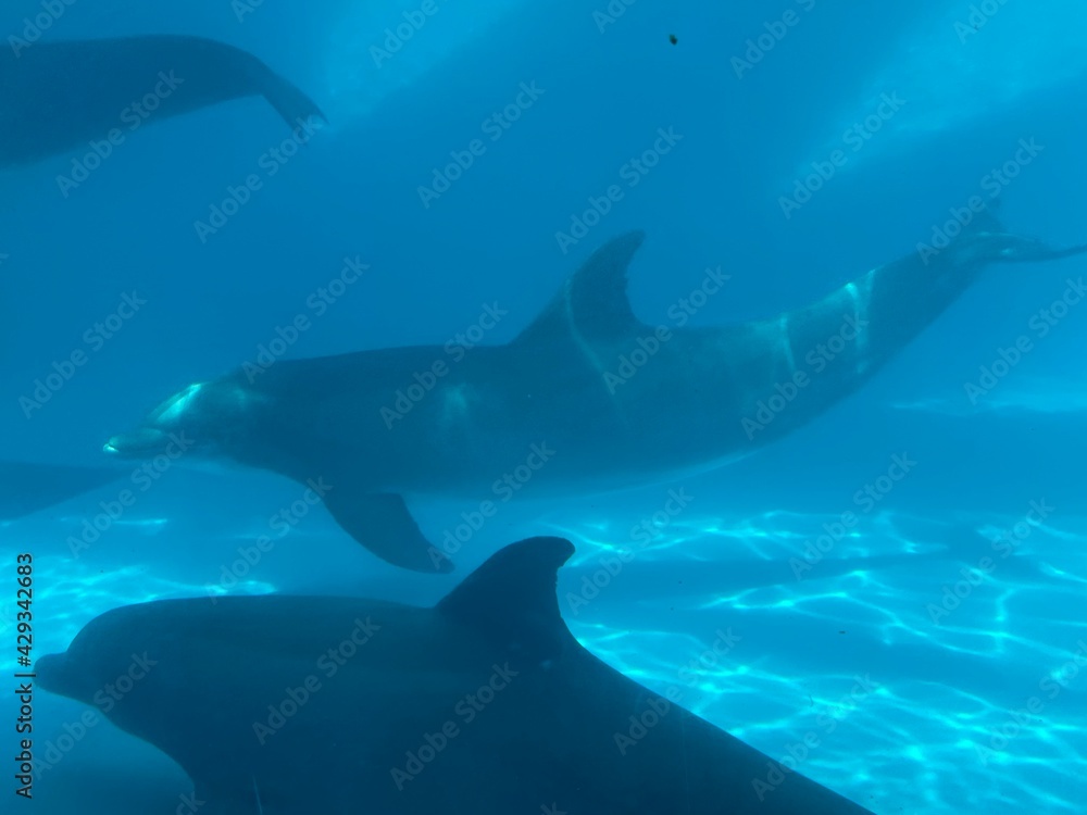dolphin dolphin