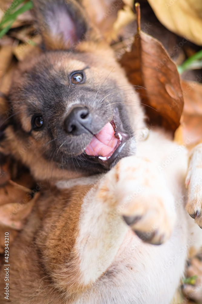 Adorable puppy playing on the ground, Portrait of a brown puppy playing on leaves
