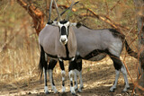 Oryx beisa (oryx beisa)
