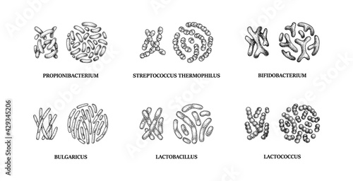 Set of hand drawn probiotics bacterias: lactococcus, lactobacillus, bulgaricus, bifidobacterium, propionibacterium, streptococcus. Vector illustration in sketch style
