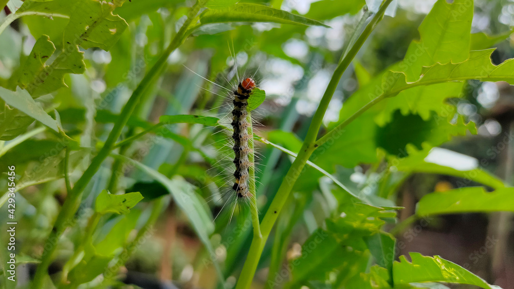 Caterpillar on leaves. Leaves with holes due to caterpillars that eat green plants.