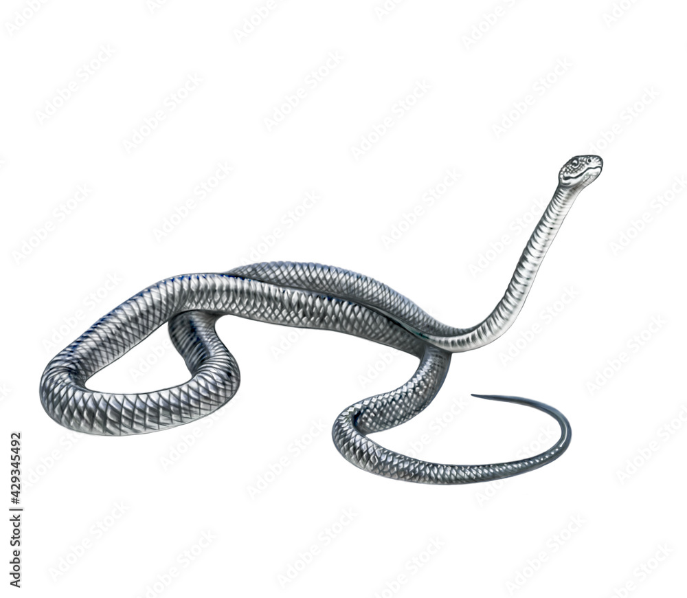 Naklejka premium The black mamba (Dendroaspis polylepis)