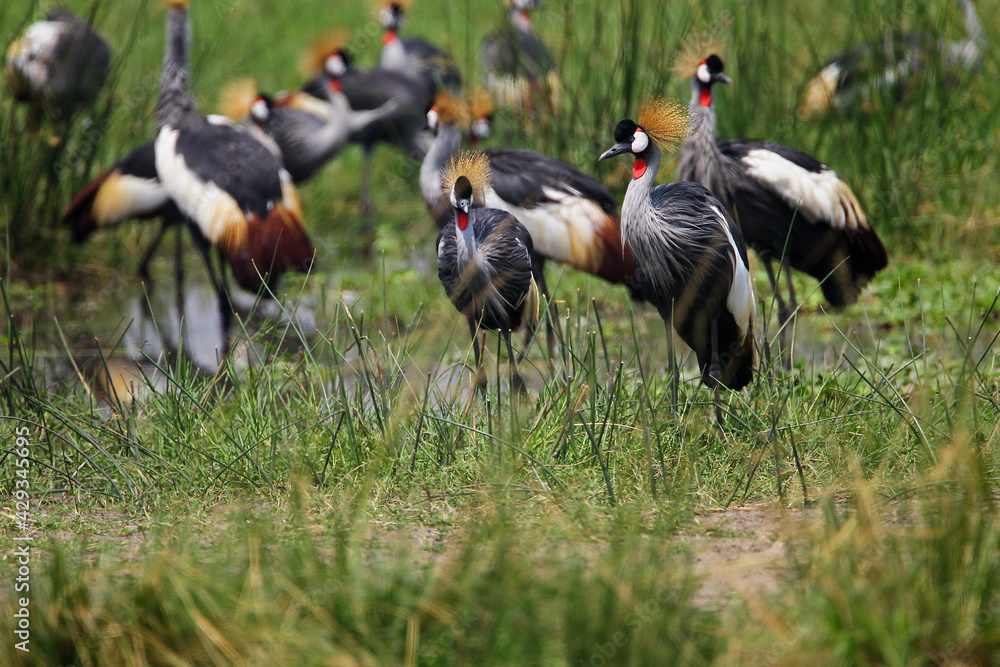 Obraz premium grue couronnée
