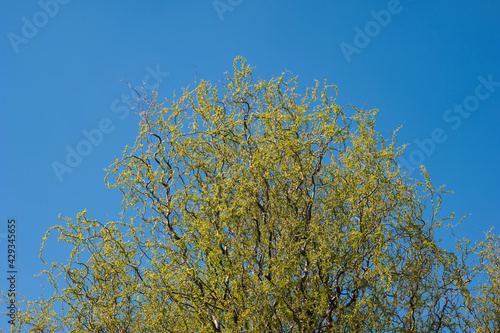 Blooming yellow willow tree spring time crown blue sky in the background