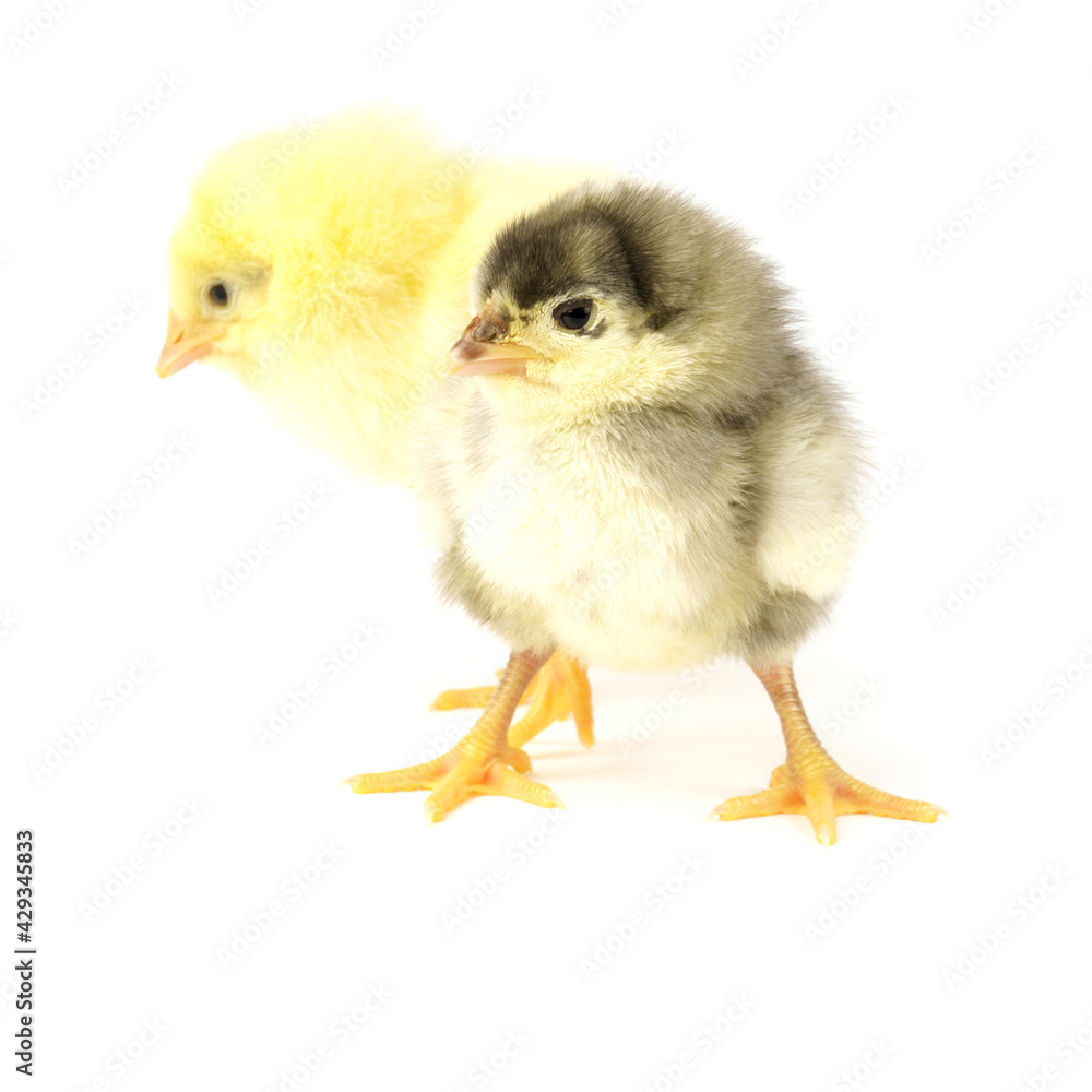 Two little chickens isolated on white background Two little chickens isolated on white background