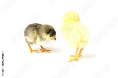 Two little chickens isolated on white background © Максим Травкин