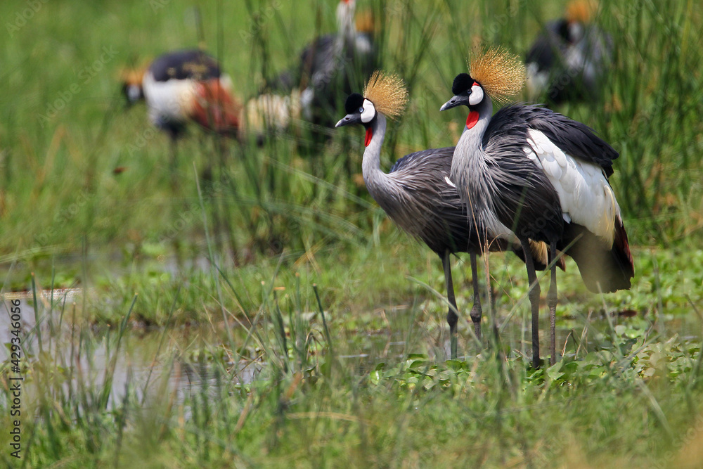 Obraz premium grue couronnée