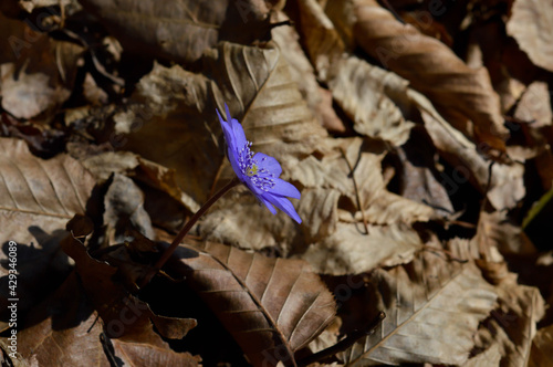 Anemone hepatica small blue purple early spring wildflower photo