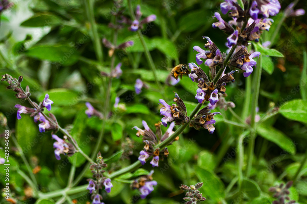 Bee Collecting Pollen From Purple Flowers Bee Collecting Pollen From Purple Flowers