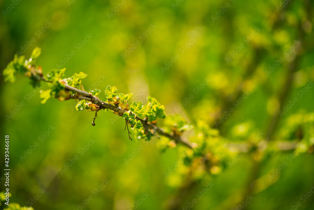 fresh new buds on currant branches at springtime farm garden background fresh new buds on currant branches at springtime farm garden background