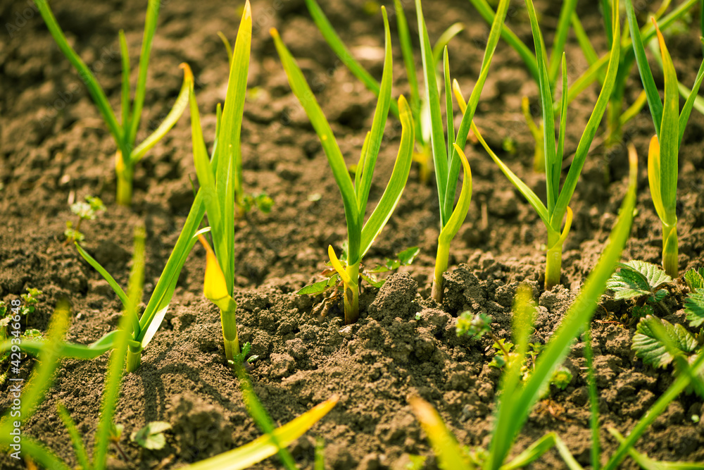 garlic plants growng in springtime farm ground soil garlic plants growng in springtime farm ground soil