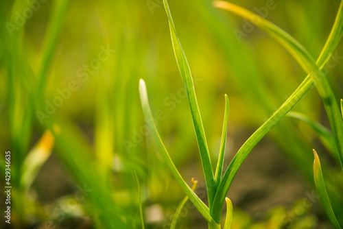 garlic plants growng in springtime farm ground soil 