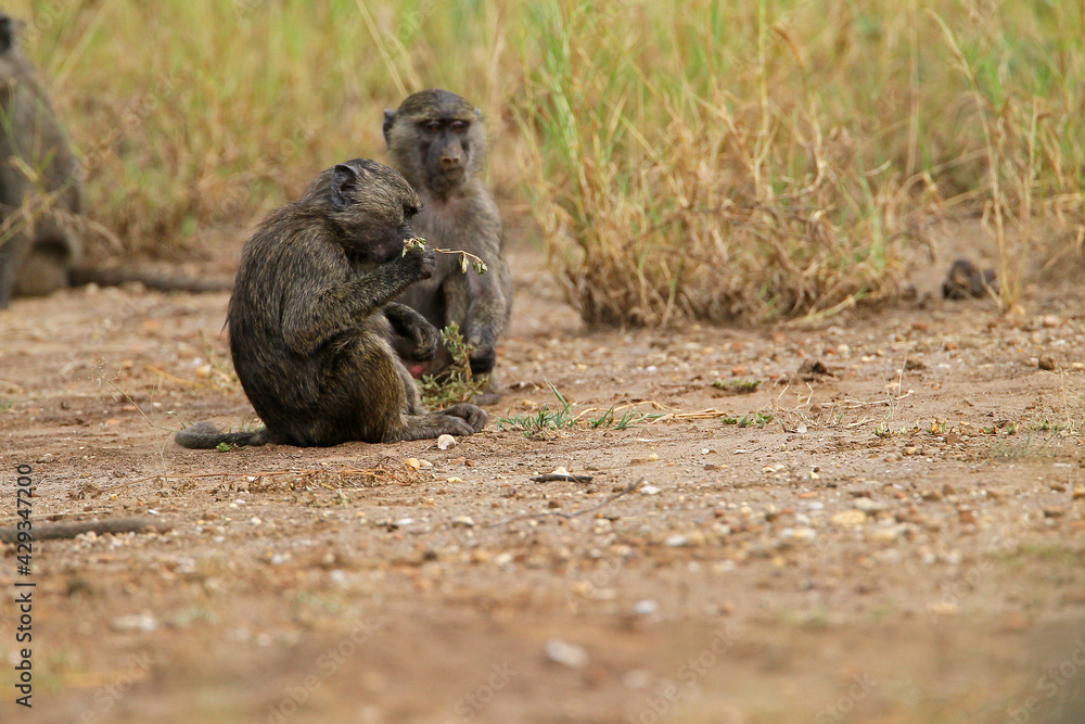 Babouin gélada (papio theropithecus gelada) Babouin gélada (papio theropithecus gelada)