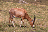 Single Antelope Grazing on Dry Grassland in South Africa